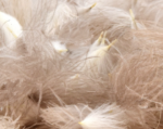 J. PARKER - CUL DE CANARD WILD PUFF