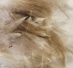 J. PARKER - CUL DE CANARD WILD PUFF - immagine 4