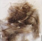 J. PARKER - CUL DE CANARD WILD PUFF - immagine 2