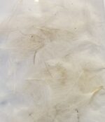 J. PARKER - CUL DE CANARD WILD PUFF - immagine 3